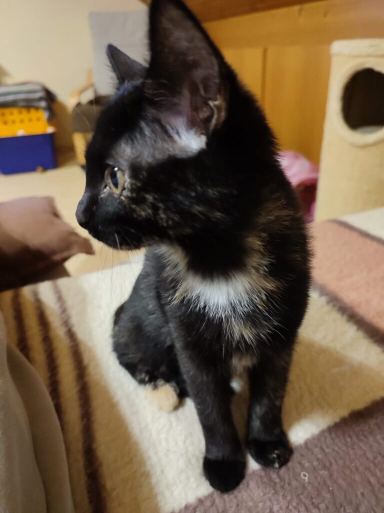 Holly/ Pflegestelle 4 Tierheim Hattersheim - PHOTO 2025 10 25 09 20 16 3