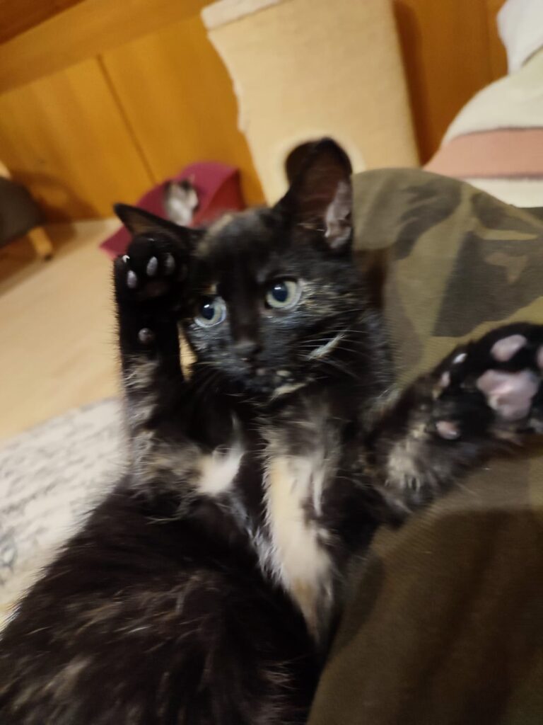 Holly/ Pflegestelle 2 Tierheim Hattersheim - PHOTO 2025 10 25 09 20 16 5