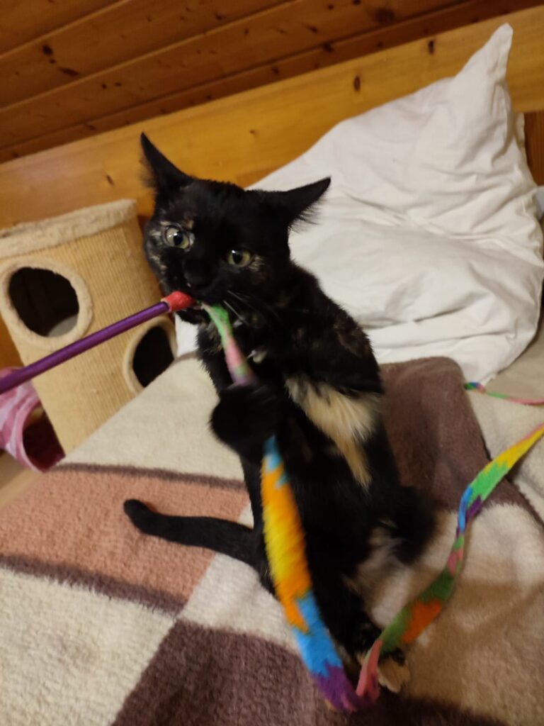 Holly/ Pflegestelle 1 Tierheim Hattersheim - PHOTO 2025 10 25 09 20 16