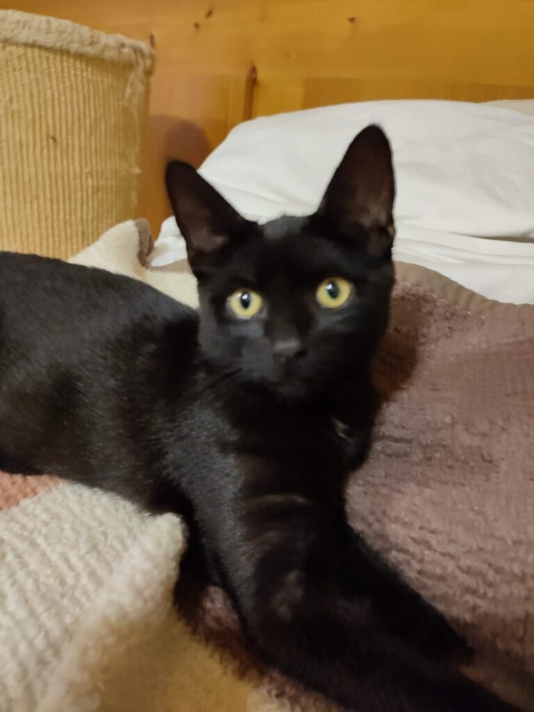 Raya/ Pflegestelle 5 Tierheim Hattersheim - PHOTO 2025 10 25 09 22 03 2