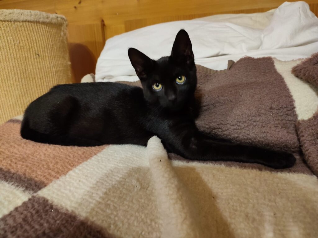 Raya/ Pflegestelle 2 Tierheim Hattersheim - PHOTO 2025 10 25 09 22 03 4