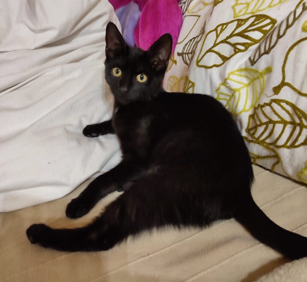 Raya/ Pflegestelle 1 Tierheim Hattersheim - PHOTO 2025 10 25 09 22 03 5