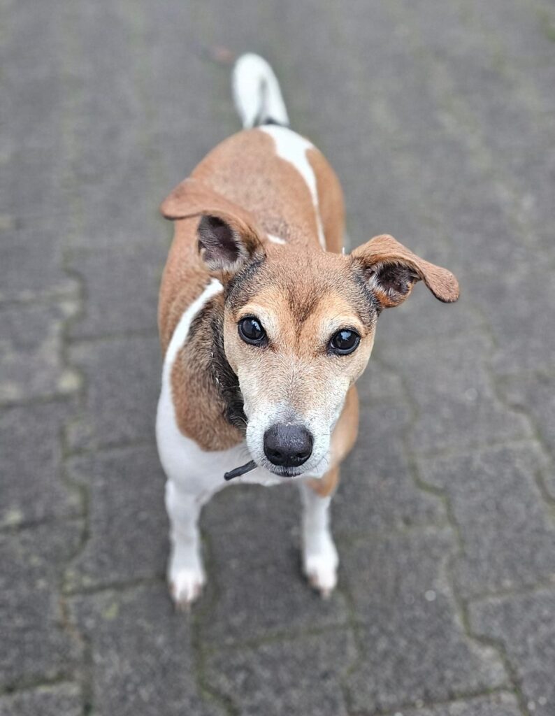 Tierheim Hattersheim - PHOTO 2025 11 11 07 52 39 2