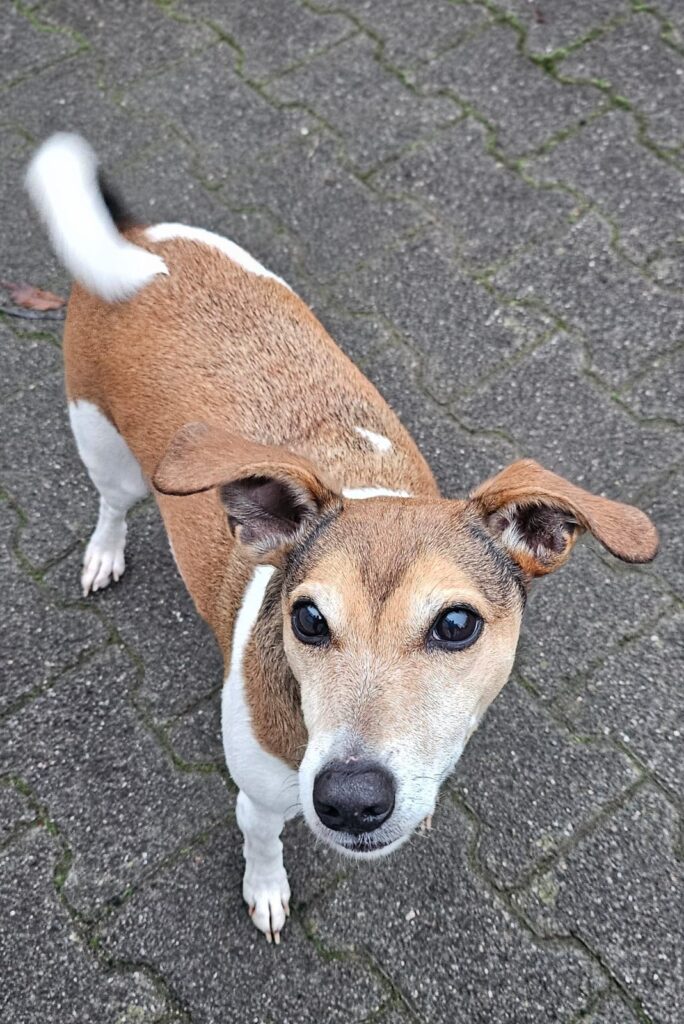 Tierheim Hattersheim - PHOTO 2025 11 11 07 52 39 3