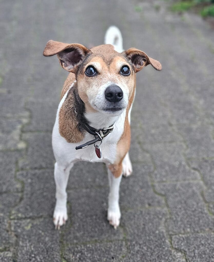 Tierheim Hattersheim - PHOTO 2025 11 11 07 52 39