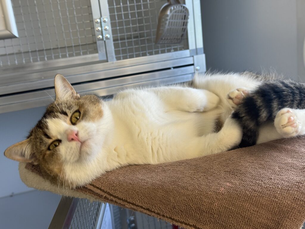 Fussel 1 Tierheim Hattersheim - IMG 4552