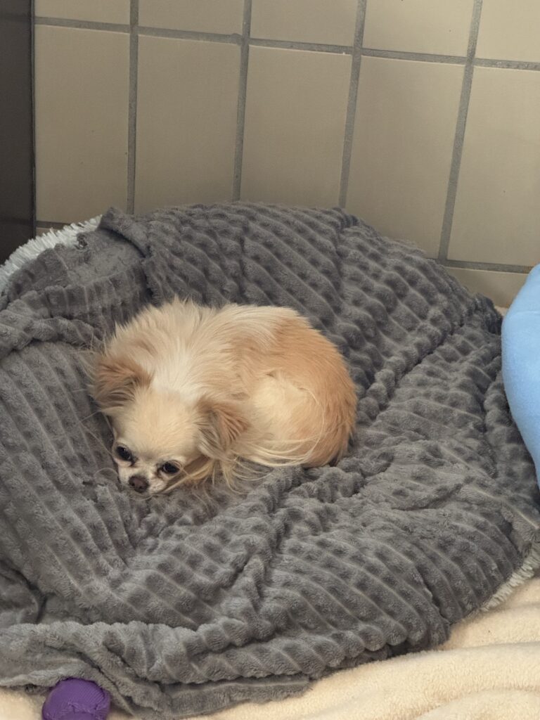 Bella & Lou 1 Tierheim Hattersheim - IMG 4717