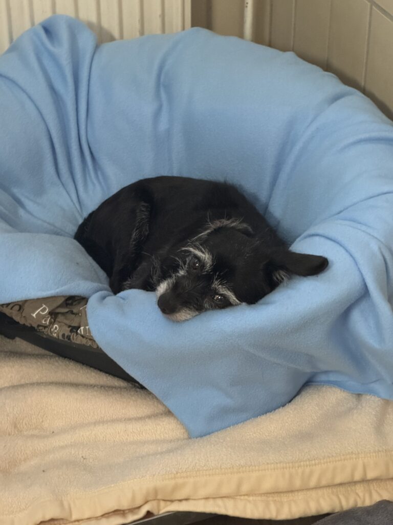 Bella & Lou 2 Tierheim Hattersheim - IMG 4718