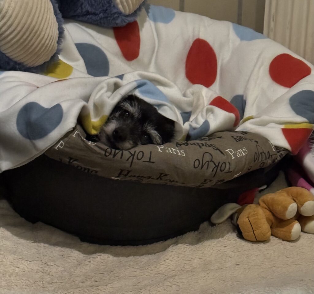 Bella & Lou 11 Tierheim Hattersheim - IMG 5138