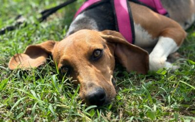 Lydia/ nicht im Tierheim