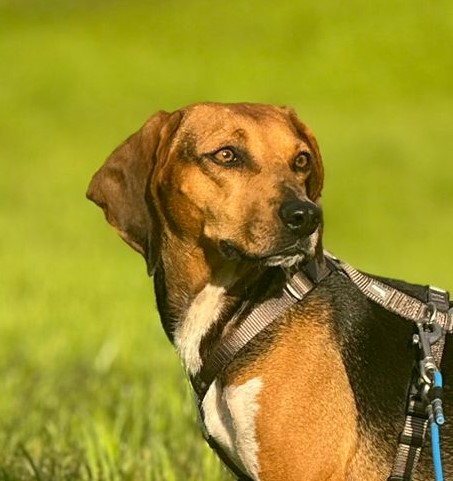 Lydia/ nicht im Tierheim 4 Tierheim Hattersheim - IMG 7896