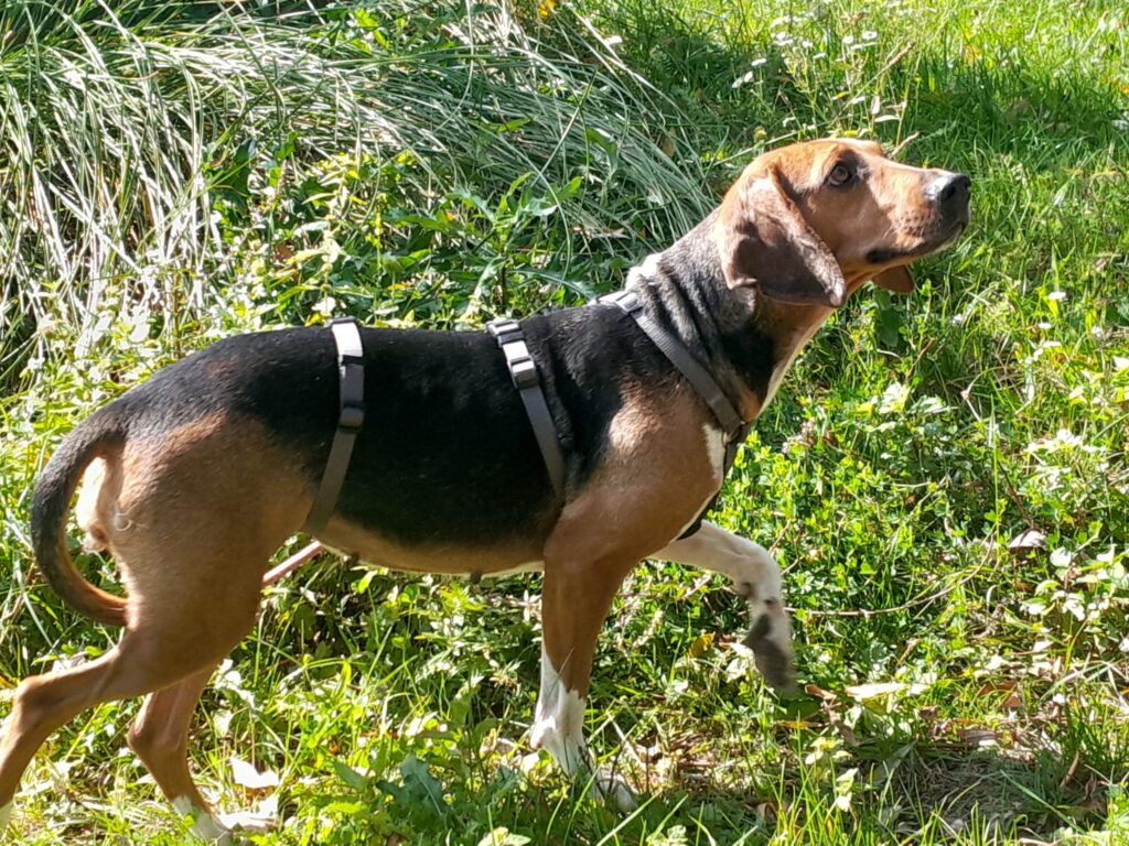 Lydia/ nicht im Tierheim 2 Tierheim Hattersheim - IMG 7897