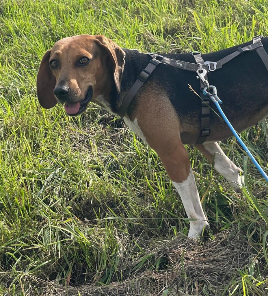 Lydia/ nicht im Tierheim 1 Tierheim Hattersheim - IMG 7898