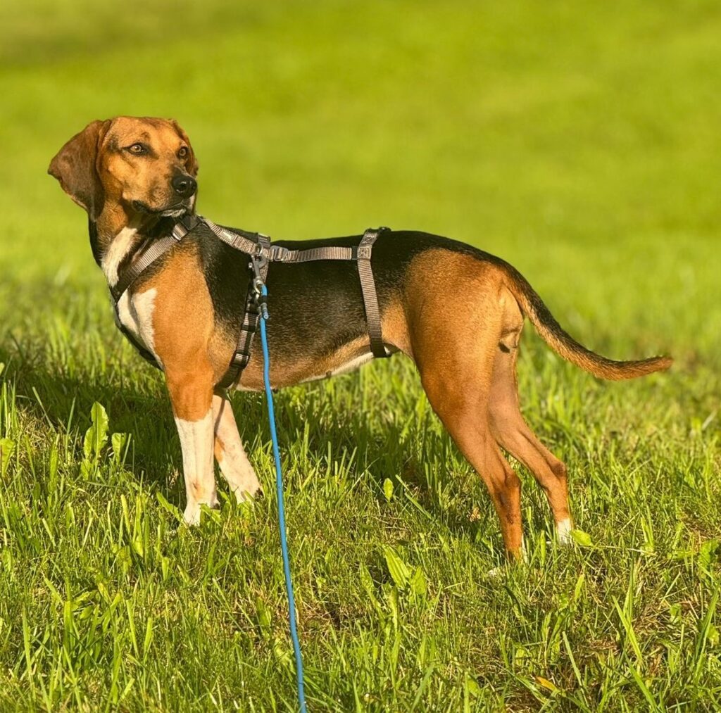 Lydia/ nicht im Tierheim 3 Tierheim Hattersheim - IMG 7899