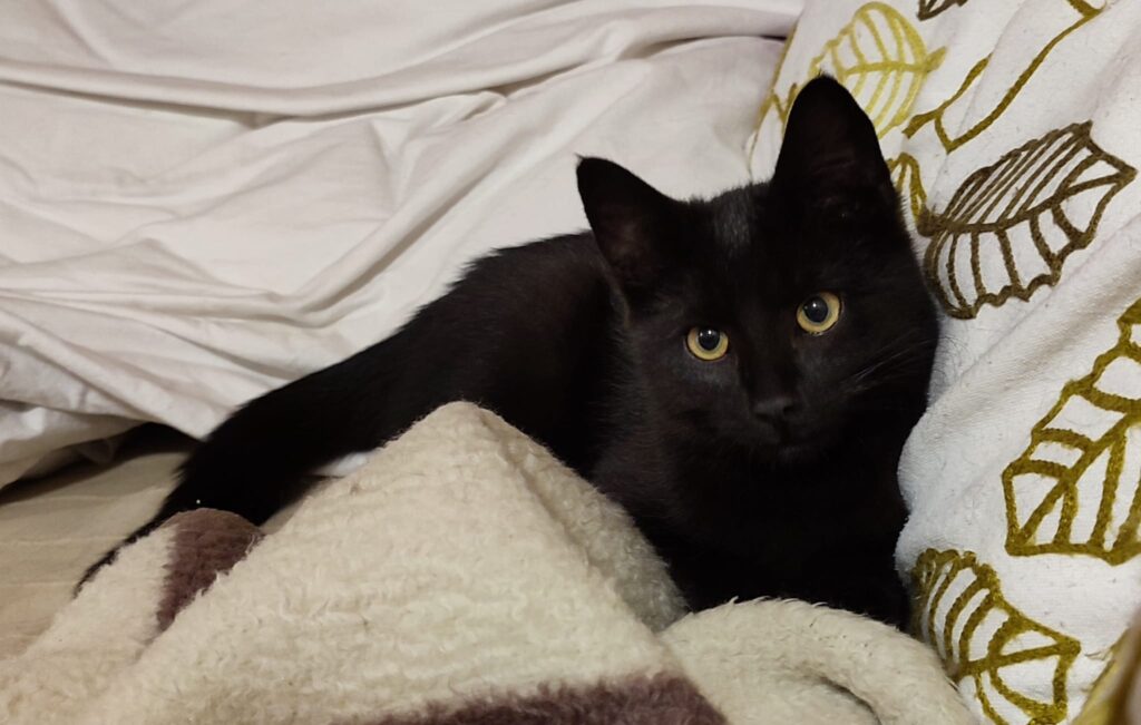 Tierheim Hattersheim - PHOTO 2025 11 03 18 35 56