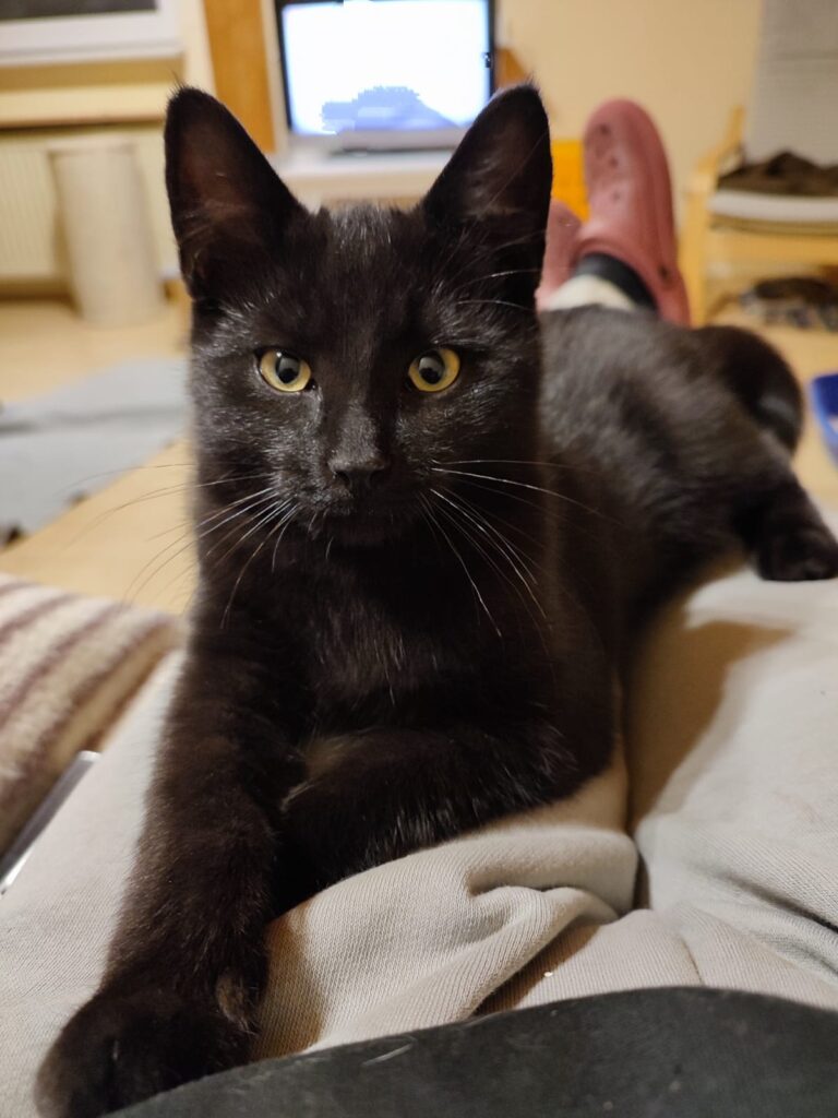 Tierheim Hattersheim - PHOTO 2025 11 03 18 35 57