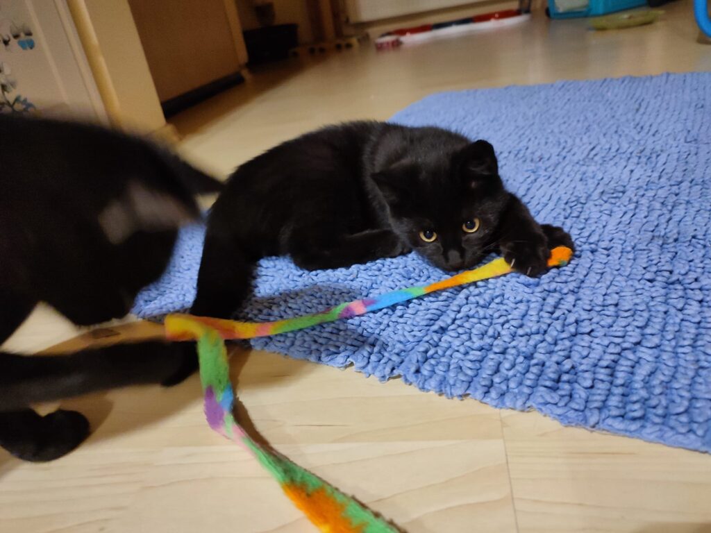 Tierheim Hattersheim - PHOTO 2025 11 03 18 36 28 3