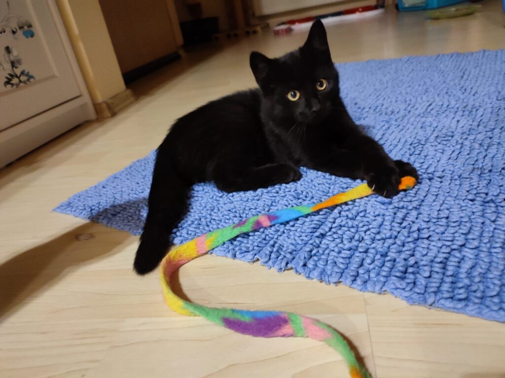 Tierheim Hattersheim - PHOTO 2025 11 03 18 36 28 4