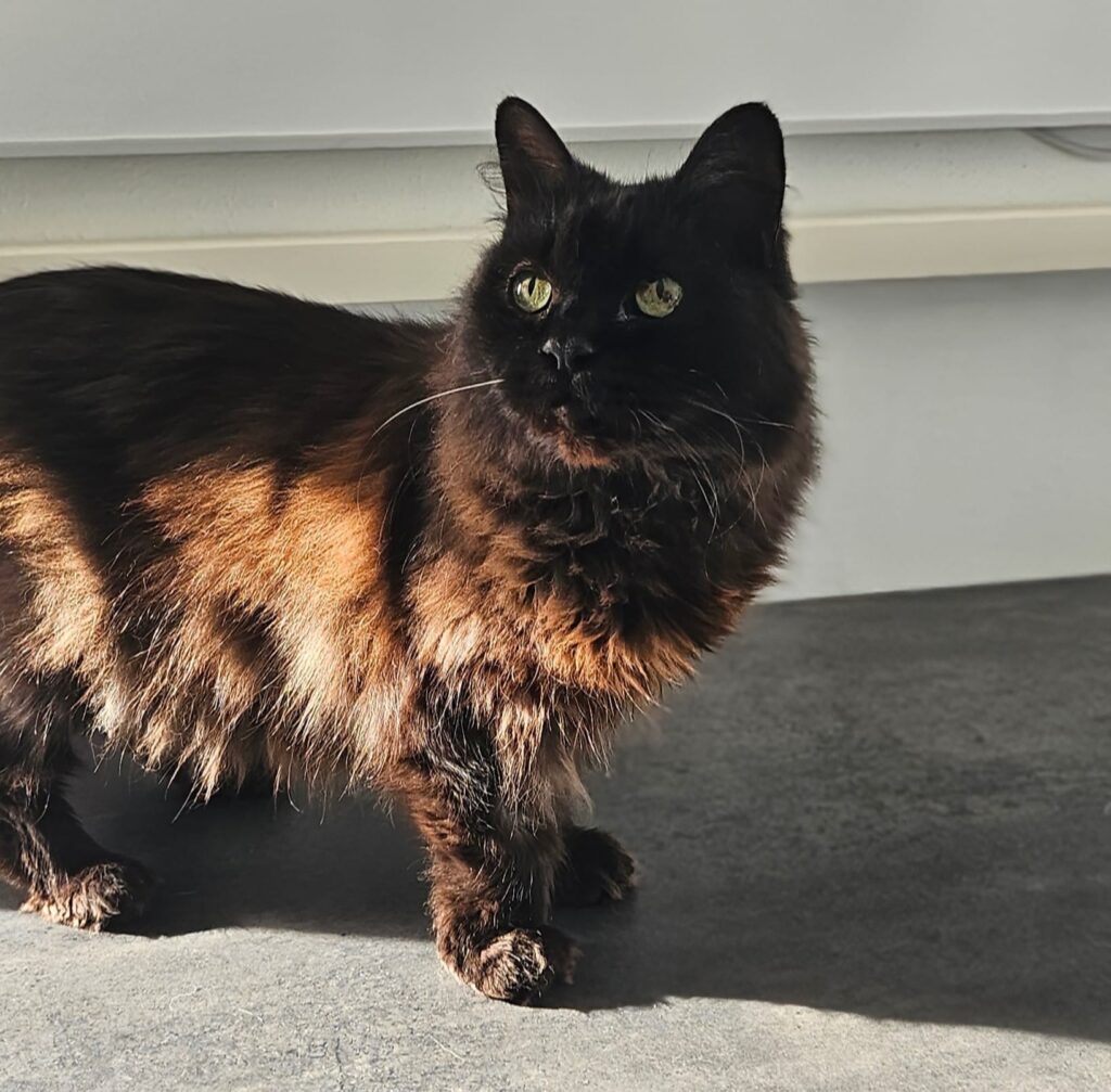 Mocca 1 Tierheim Hattersheim - PHOTO 2025 11 04 14 00 57 2