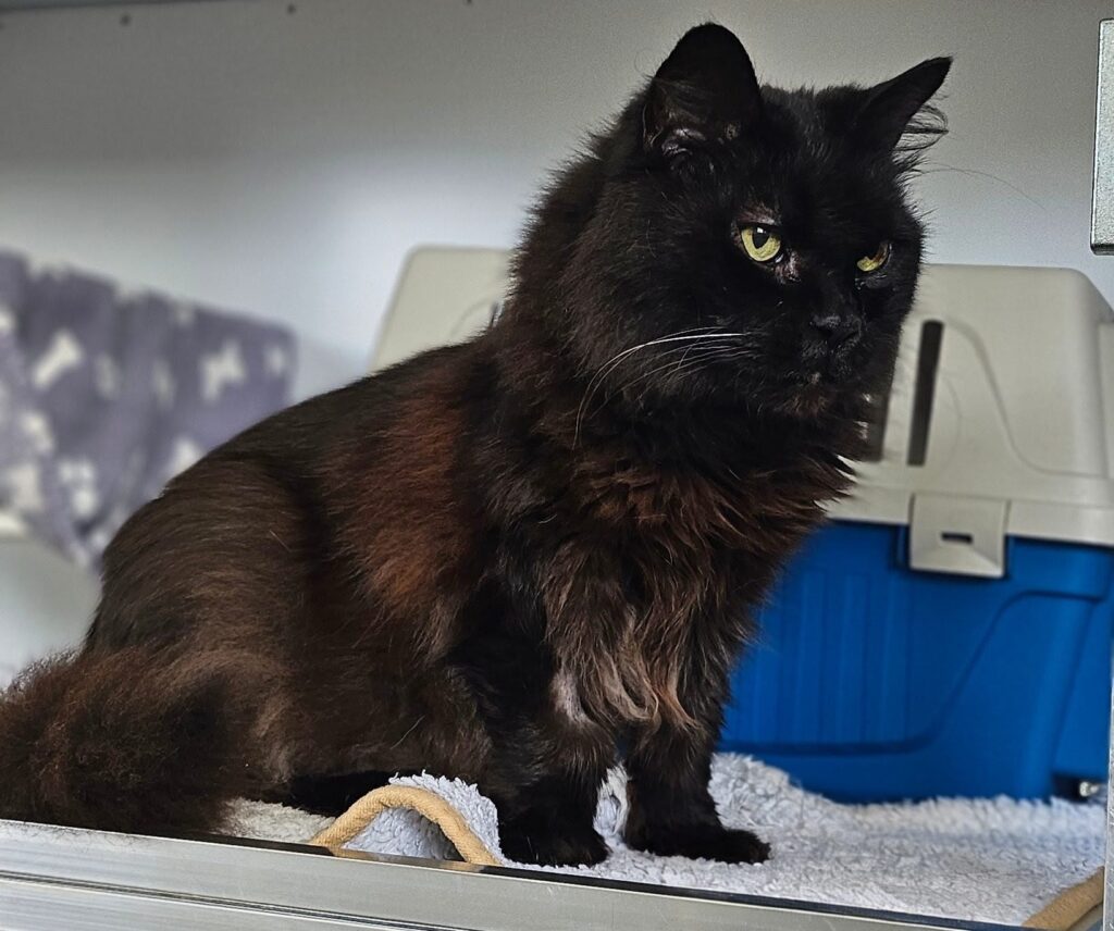 Mocca 2 Tierheim Hattersheim - PHOTO 2025 11 04 14 00 57 3