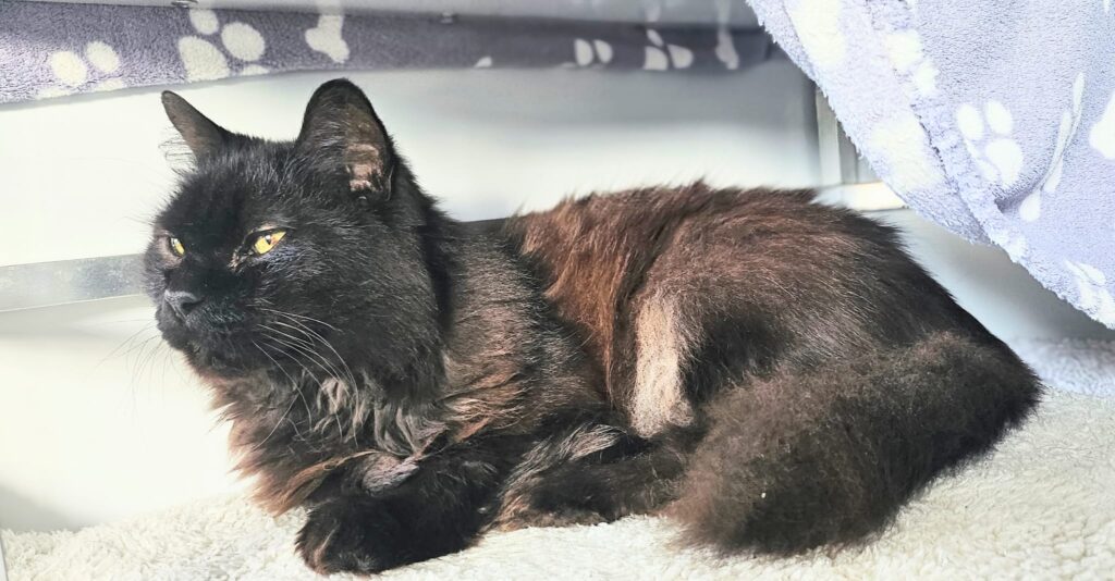 Mocca 3 Tierheim Hattersheim - PHOTO 2025 11 04 14 00 57 4