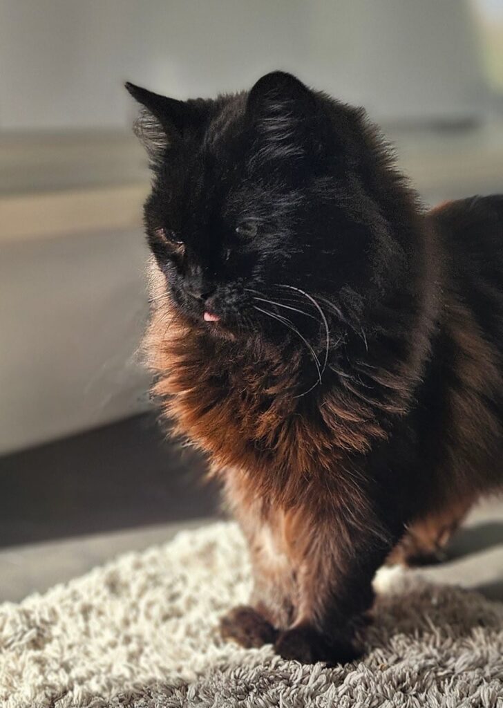 Mocca 5 Tierheim Hattersheim - PHOTO 2025 11 04 14 00 57 5