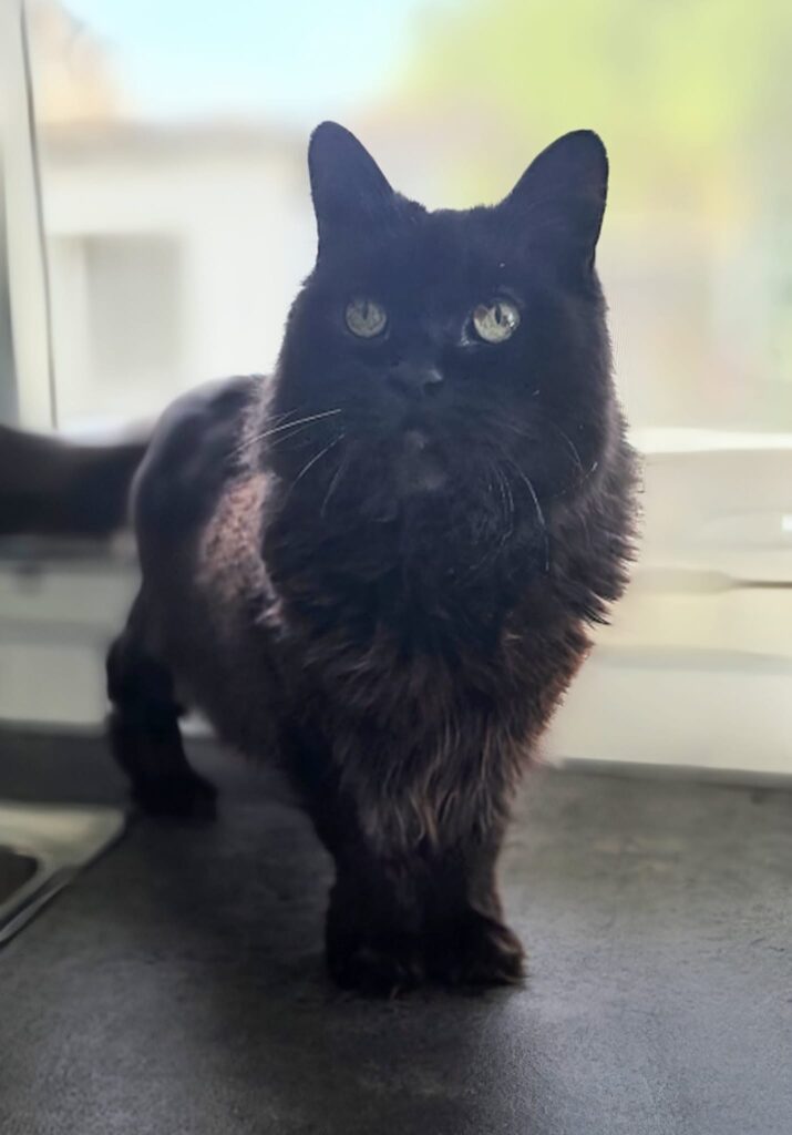 Mocca 4 Tierheim Hattersheim - PHOTO 2025 11 04 14 00 57 6