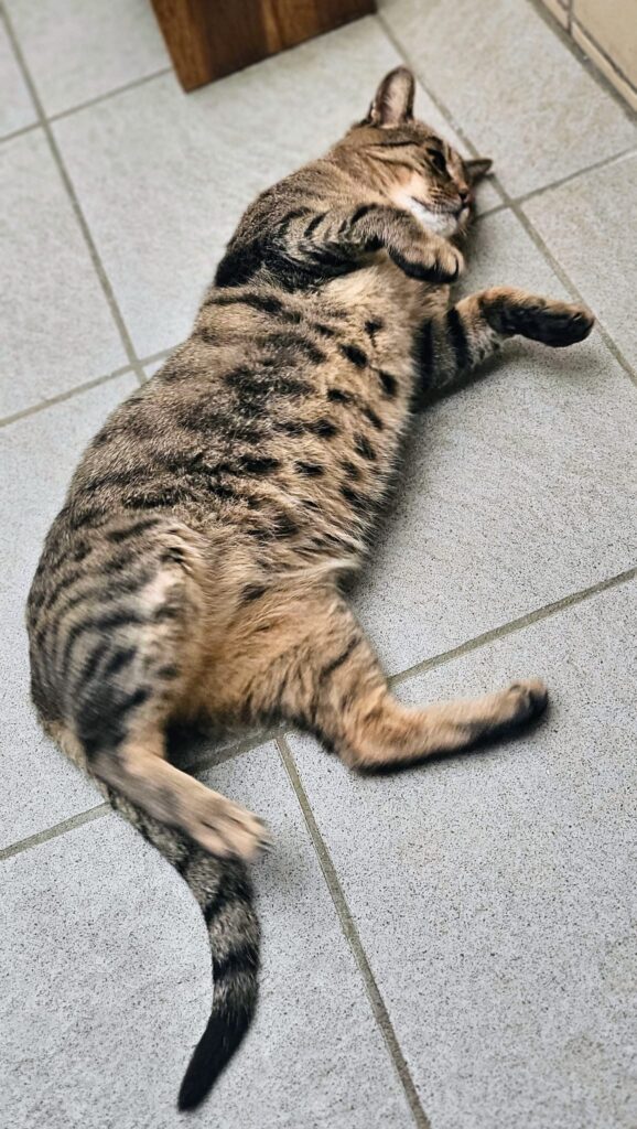 Tiger 3 Tierheim Hattersheim - PHOTO 2025 11 06 17 31 30 3