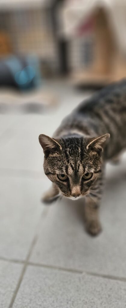 Tiger 1 Tierheim Hattersheim - PHOTO 2025 11 06 17 31 30 4