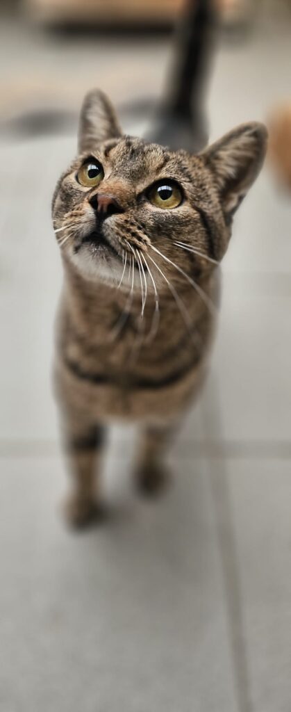 Tiger 2 Tierheim Hattersheim - PHOTO 2025 11 06 17 31 30