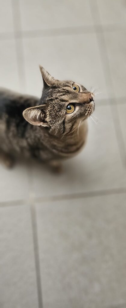 Tiger 4 Tierheim Hattersheim - PHOTO 2025 11 06 17 31 30 5