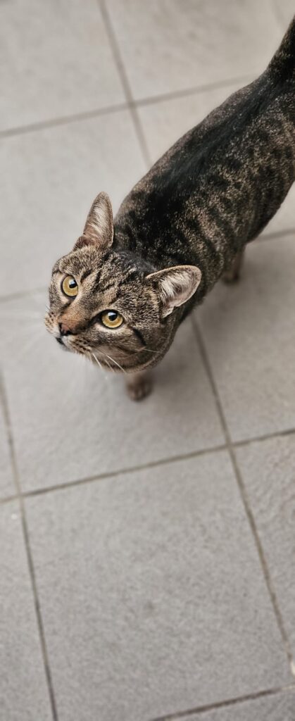 Tiger 5 Tierheim Hattersheim - PHOTO 2025 11 06 17 31 31