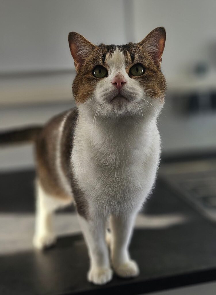 Fussel 8 Tierheim Hattersheim - PHOTO 2025 11 06 17 35 22 2