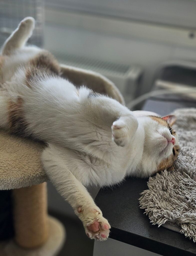 Fussel 5 Tierheim Hattersheim - PHOTO 2025 11 06 17 35 22 4