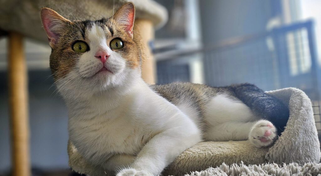 Fussel 4 Tierheim Hattersheim - PHOTO 2025 11 06 17 35 22 5