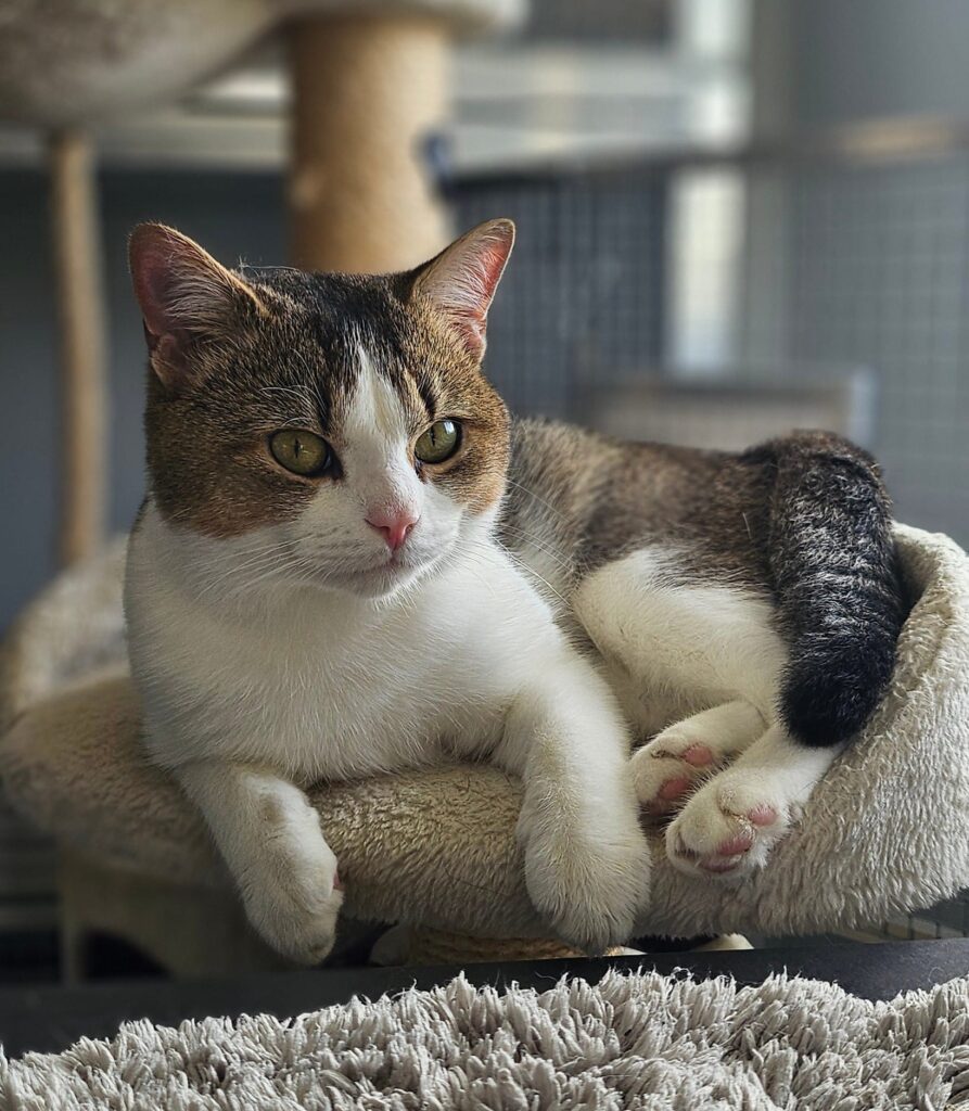 Fussel 10 Tierheim Hattersheim - PHOTO 2025 11 06 17 35 22 6