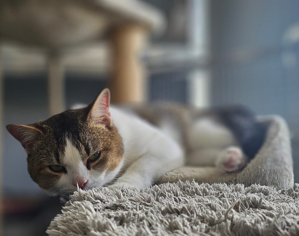 Fussel 3 Tierheim Hattersheim - PHOTO 2025 11 06 17 35 23