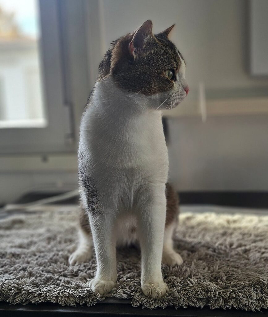 Fussel 9 Tierheim Hattersheim - PHOTO 2025 11 06 17 35 23 2