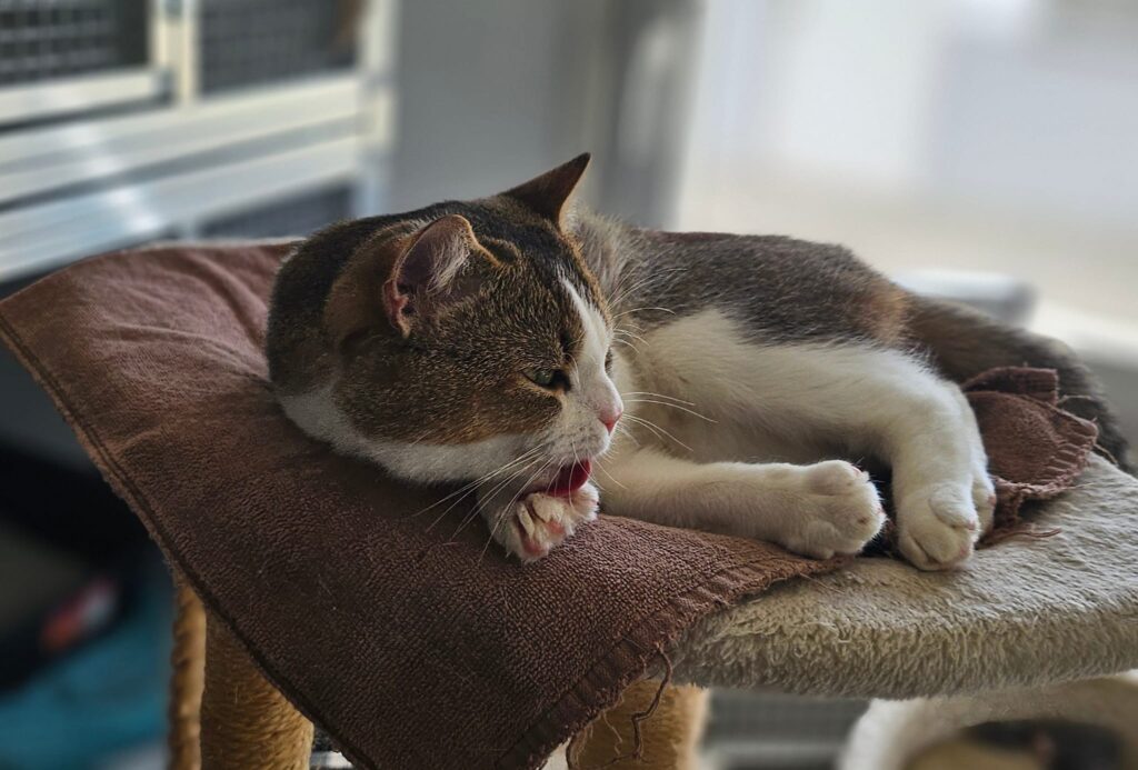 Fussel 6 Tierheim Hattersheim - PHOTO 2025 11 06 17 35 23 3