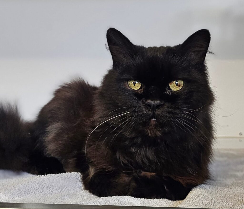 Mocca 2 Tierheim Hattersheim - PHOTO 2025 11 11 09 38 26