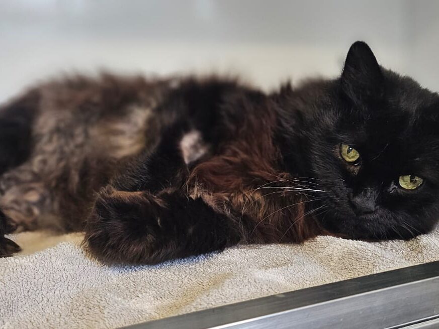 Mocca 1 Tierheim Hattersheim - PHOTO 2025 11 11 09 38 26 2 edited