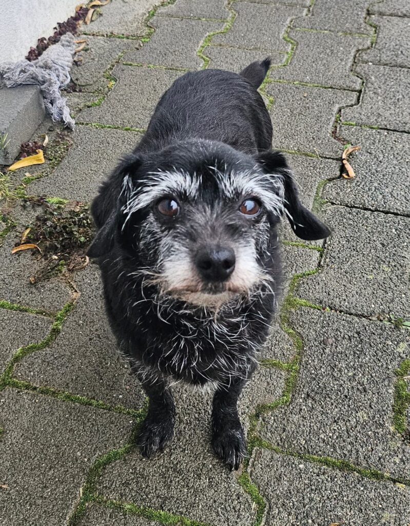 Bella & Lou 4 Tierheim Hattersheim - PHOTO 2025 11 24 11 54 12 1