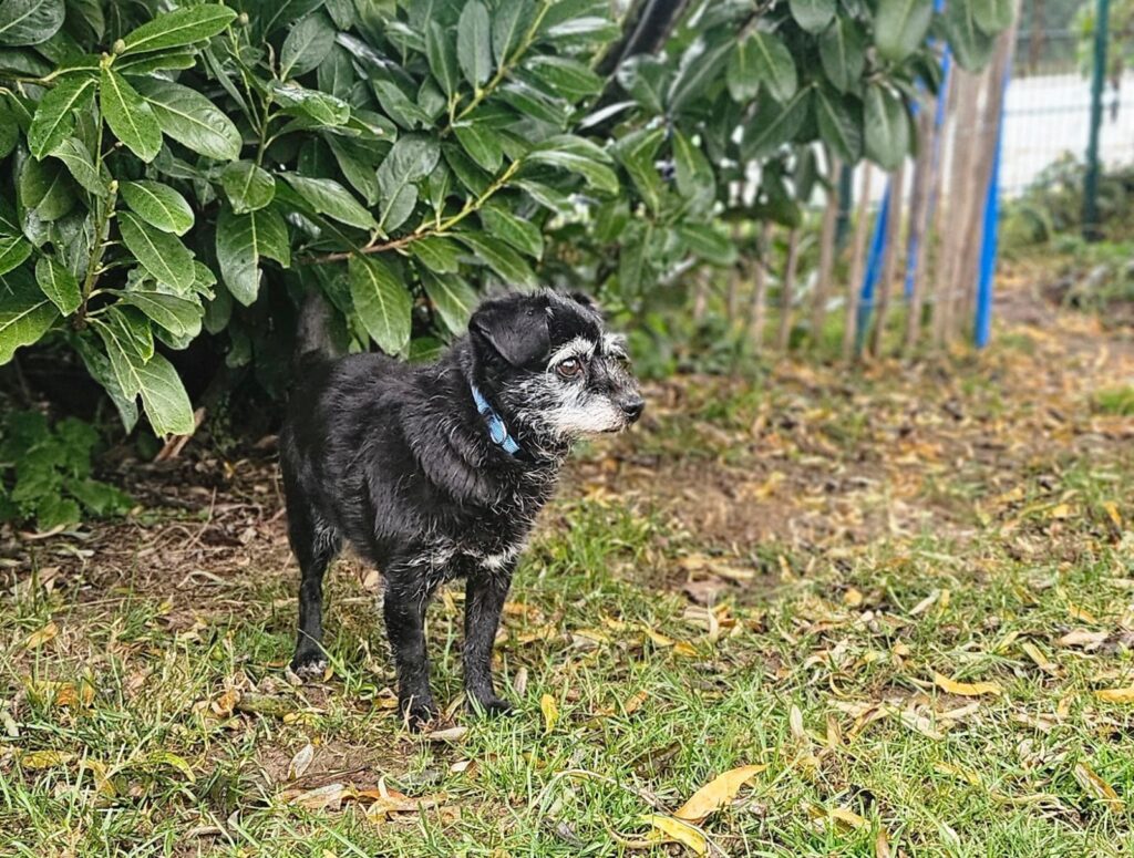 Bella & Lou 9 Tierheim Hattersheim - PHOTO 2025 11 24 11 54 13