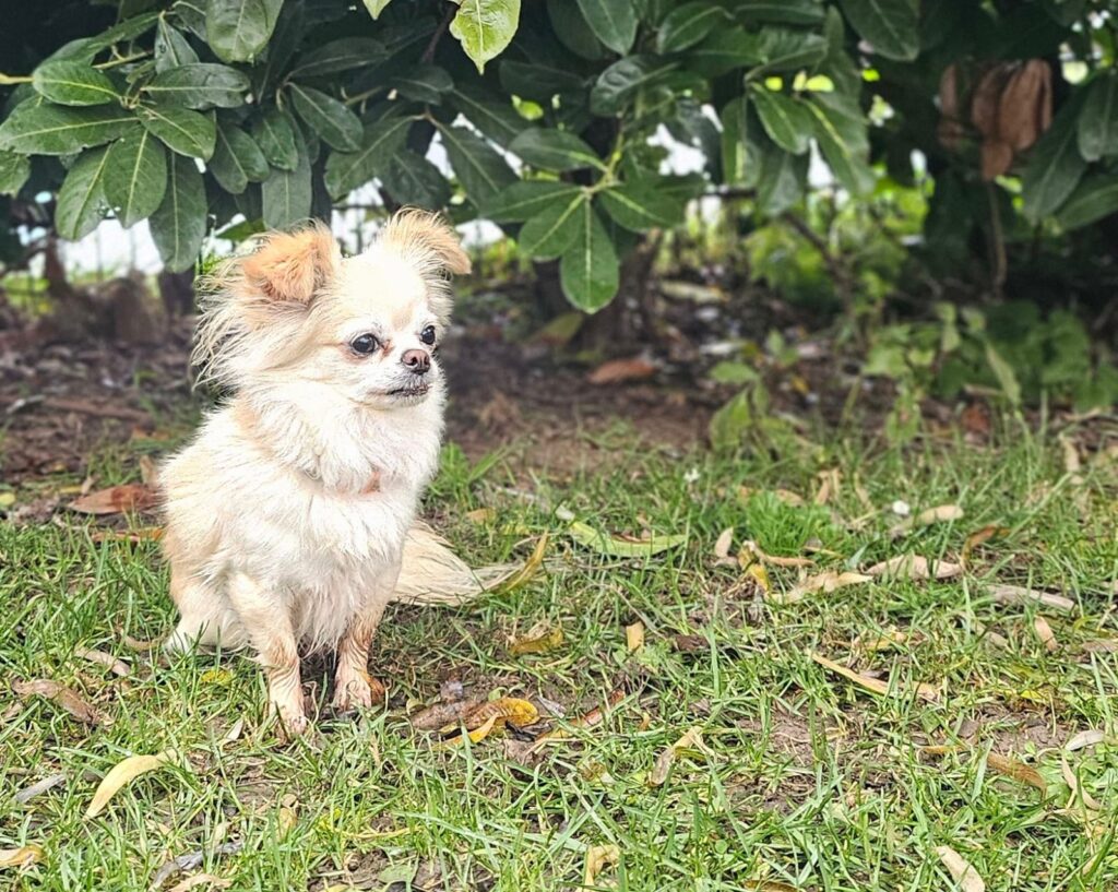 Bella & Lou 5 Tierheim Hattersheim - PHOTO 2025 11 24 11 54 13 2