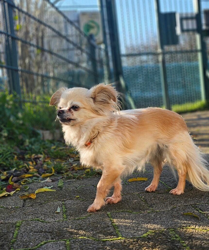 Bella & Lou 8 Tierheim Hattersheim - PHOTO 2025 11 24 11 54 13 3