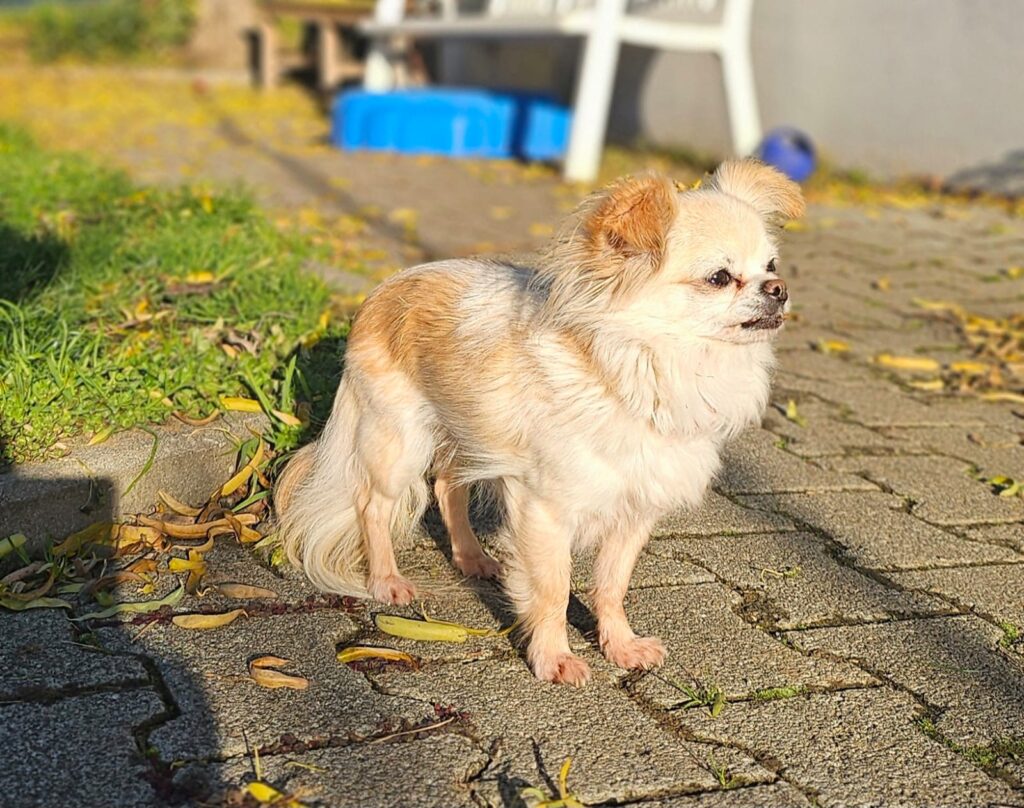 Bella & Lou 6 Tierheim Hattersheim - PHOTO 2025 11 24 11 54 16