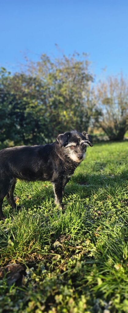 Bella & Lou 7 Tierheim Hattersheim - PHOTO 2025 11 24 11 54 16 2