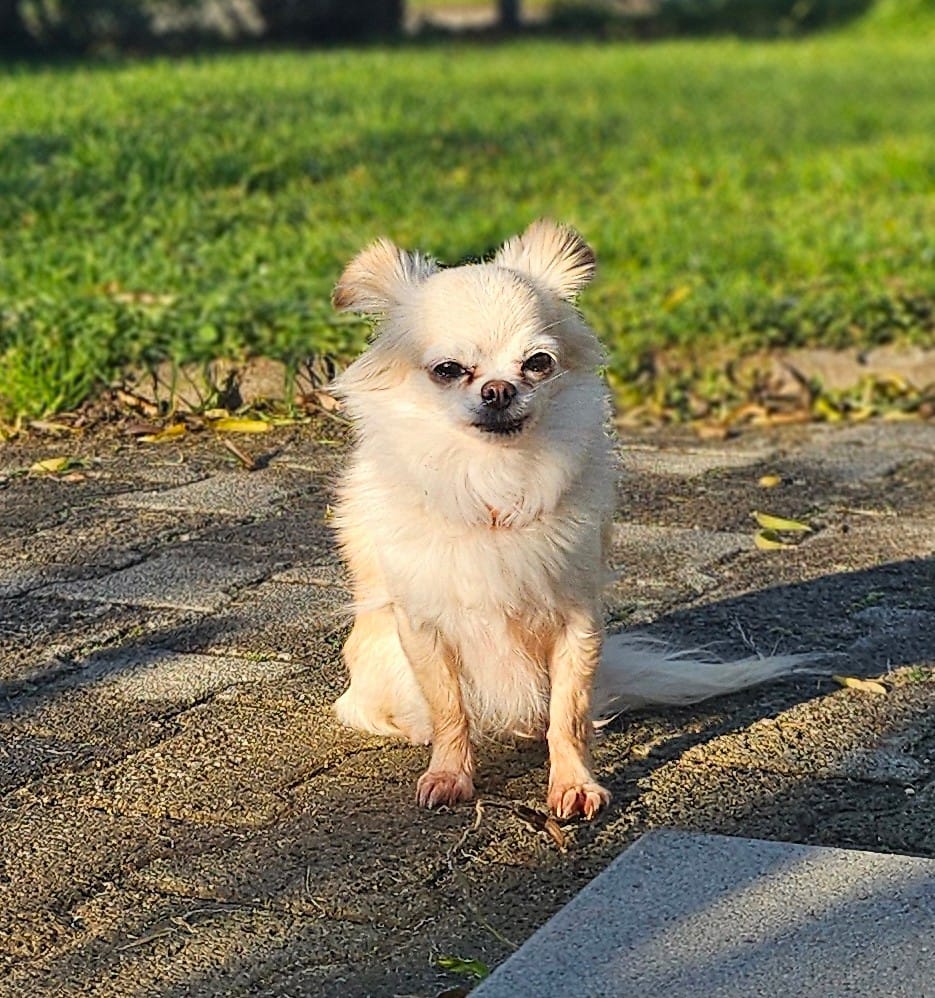 Bella & Lou 3 Tierheim Hattersheim - PHOTO 2025 11 24 11 54 16 6