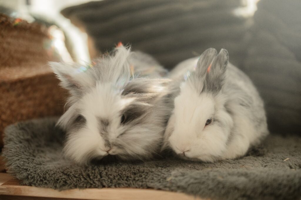 Tierheim Hattersheim - PHOTO 2025 11 24 17 21 21 1