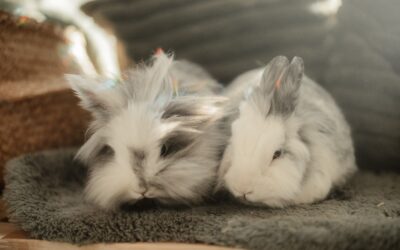 Schnipsel & Streusel